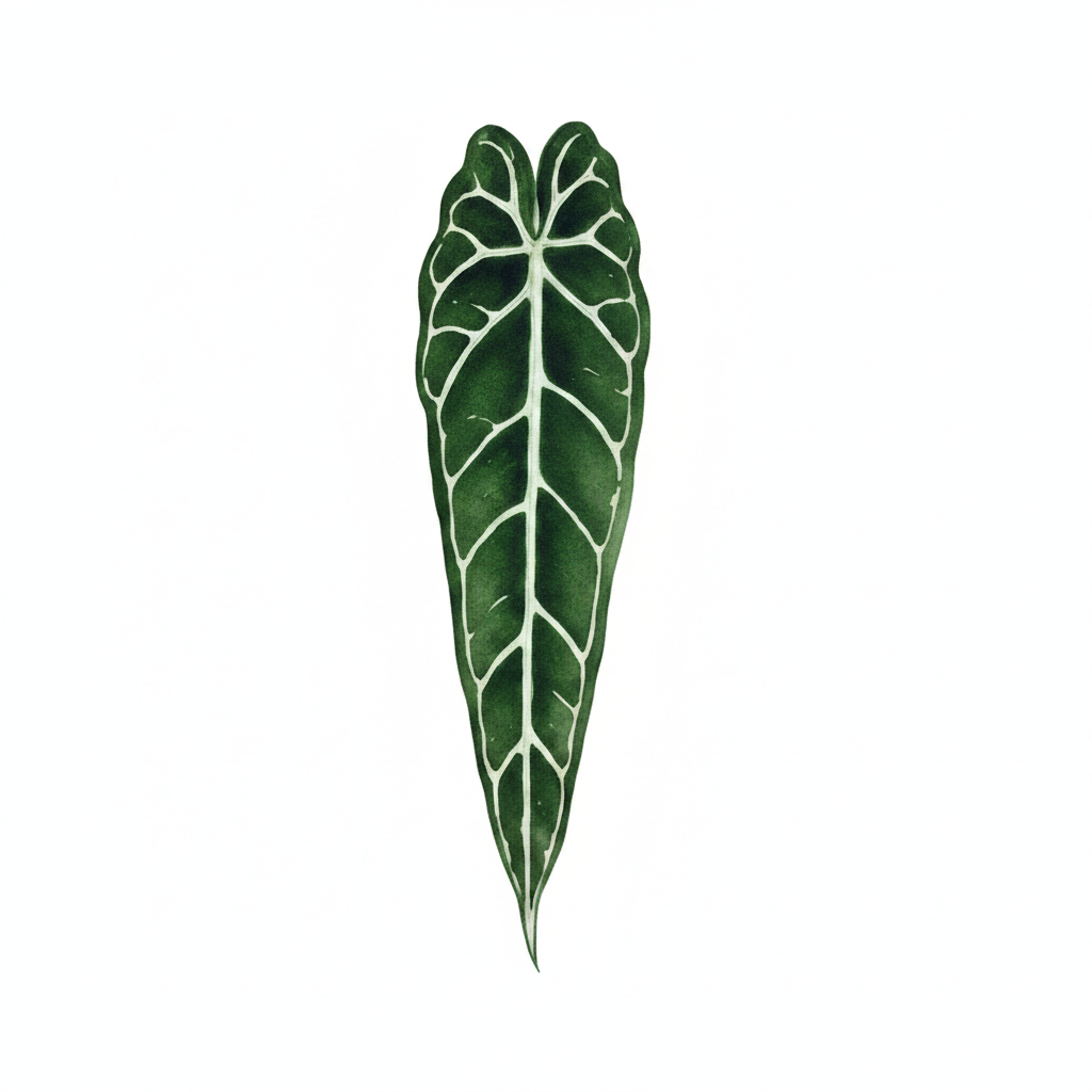 Leaf