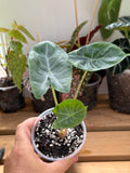 Alocasia Ivory Coast 4”