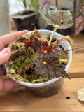 Begonia Bowerae Hybrid 4”