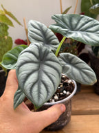 Alocasia Silver Dragon 4”