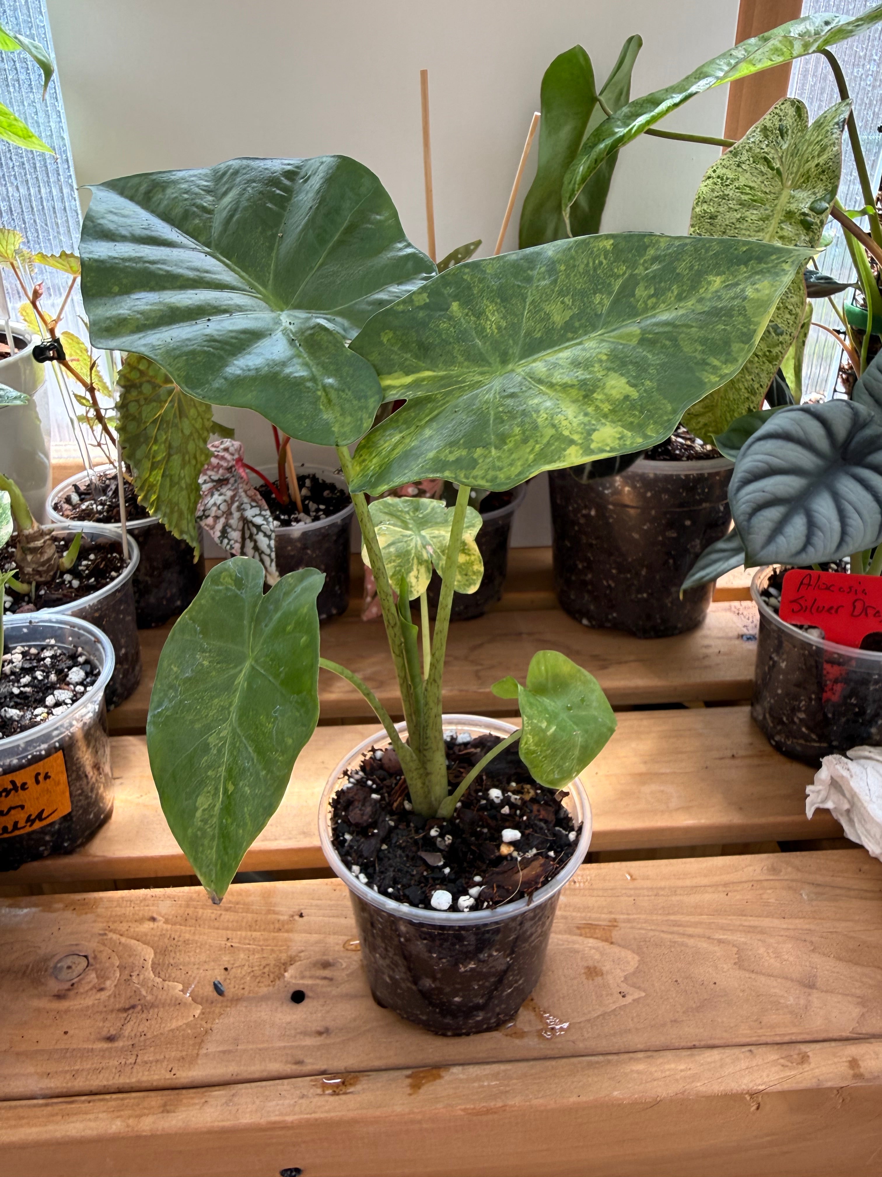 Alocasia Portora Aurea Variegated 4”