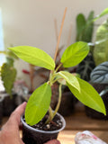 Philodendron ‘Golden Goddess’ 4”