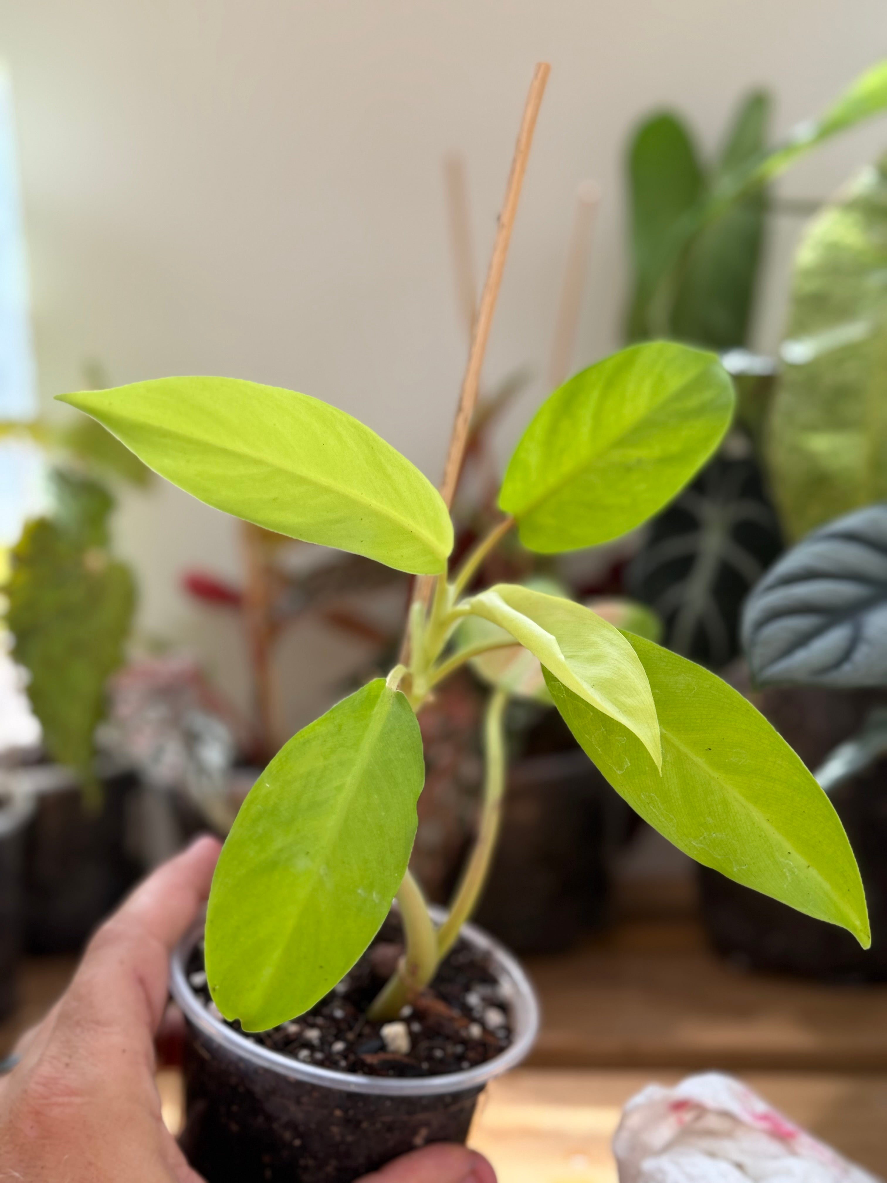 Philodendron ‘Golden Goddess’ 4”