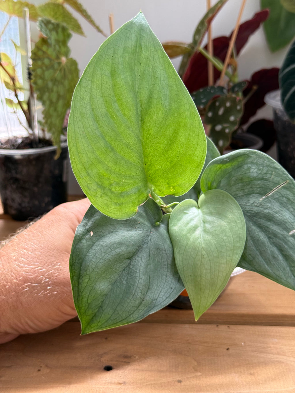 Scindapsus ‘Platinum Java’ 4”