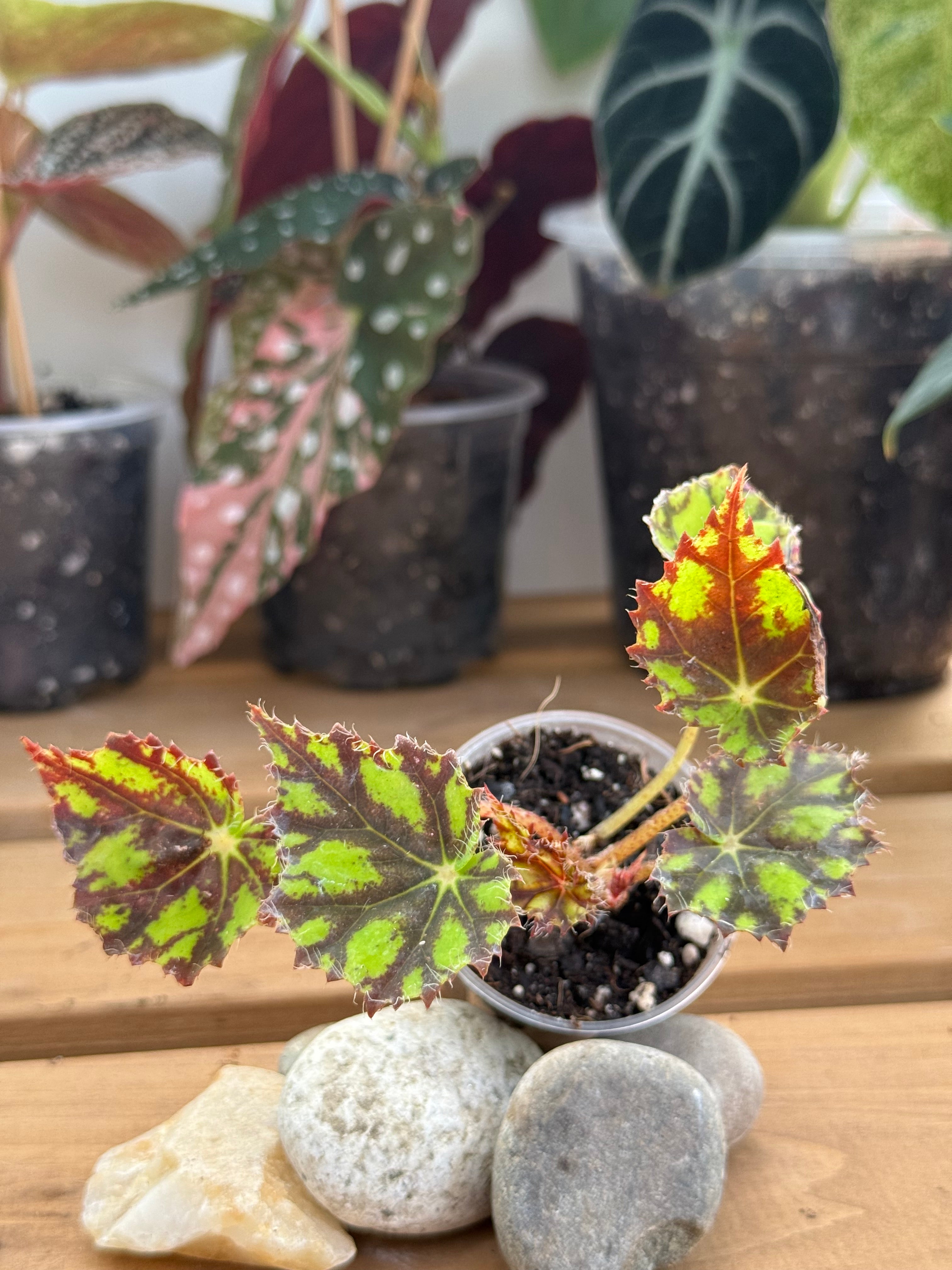 Begonia Tiger Kitten 2”