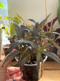 Pilea Hitchcockii ‘Dark Mystery’ 4”