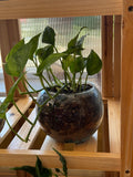 Lemon Merengue Pothos in Medium Fish Bowl