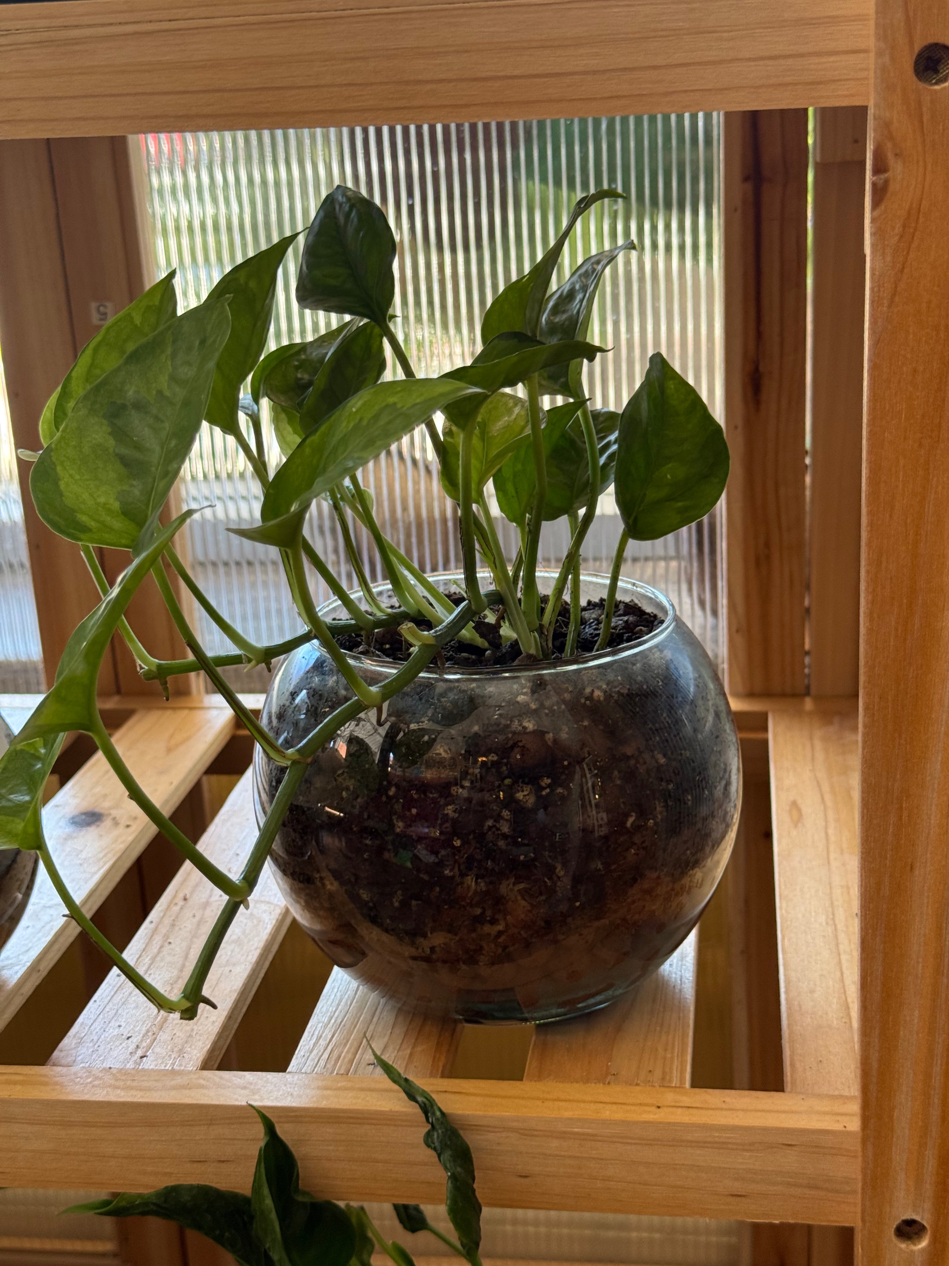 Lemon Merengue Pothos in Medium Fish Bowl