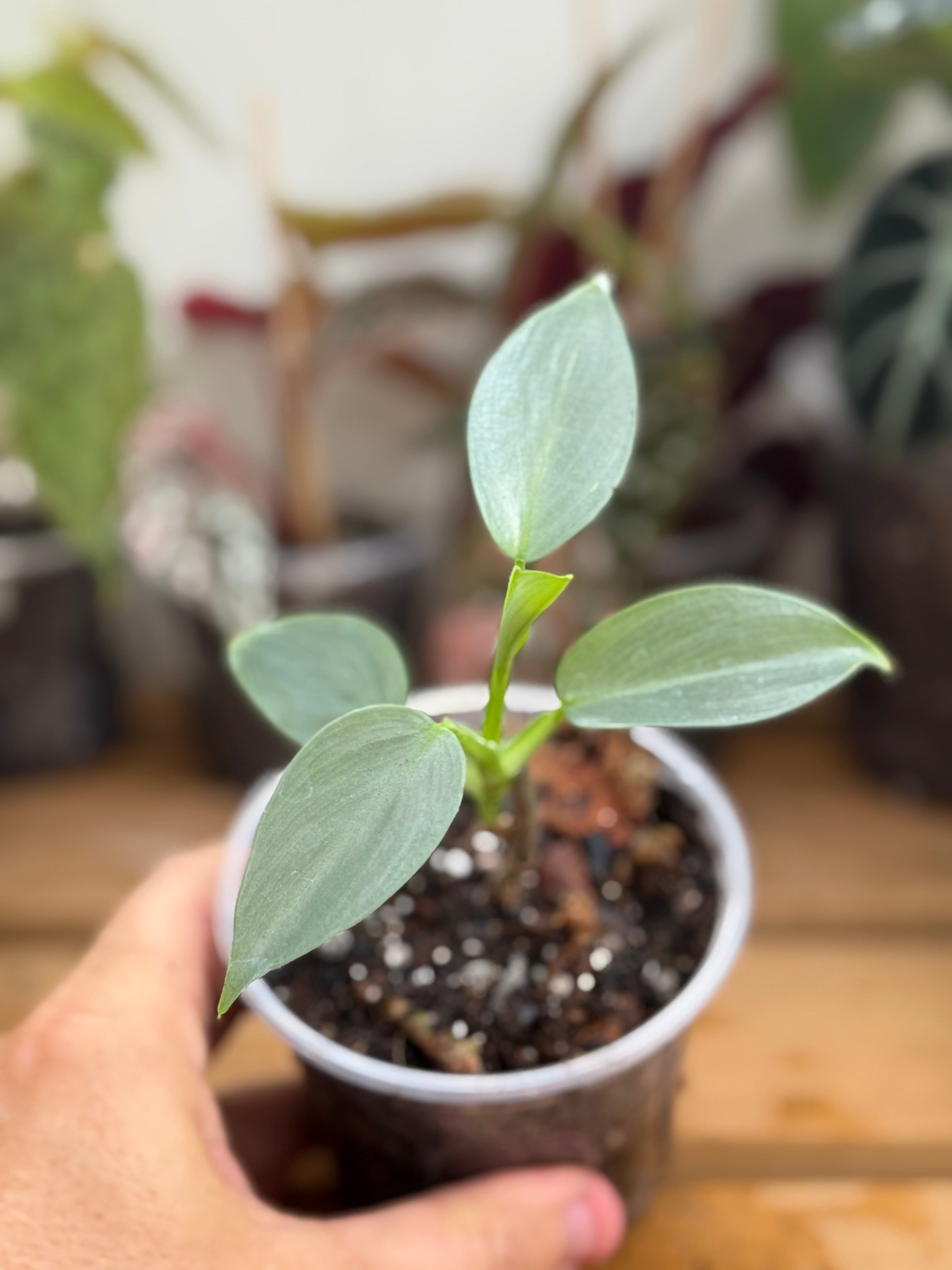 Philodendron ‘Silver Sword’ 4”