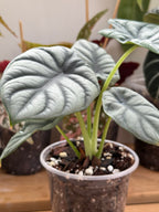 Alocasia Silver Dragon 4”