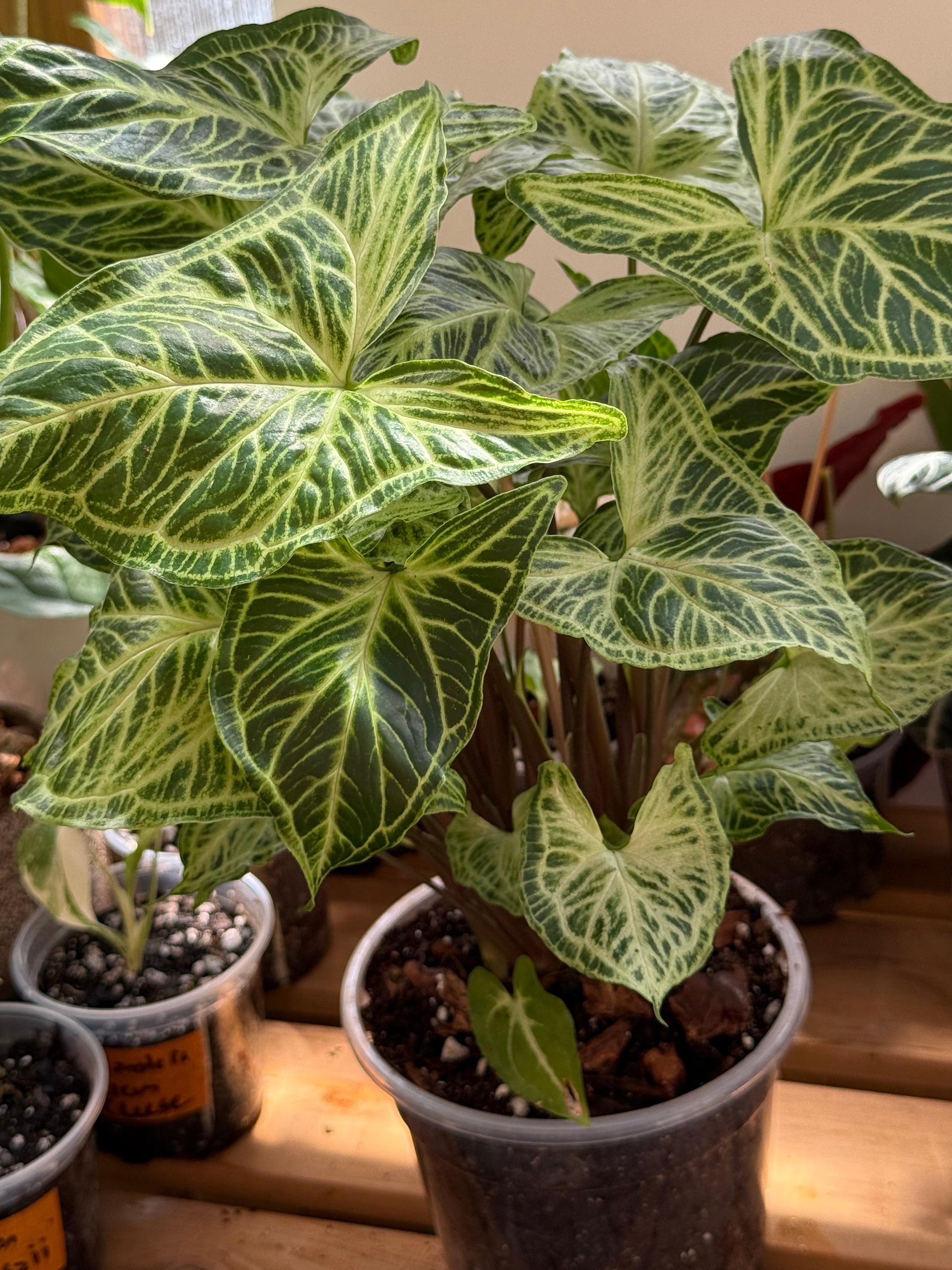Syngonium ‘Batik’ 6”