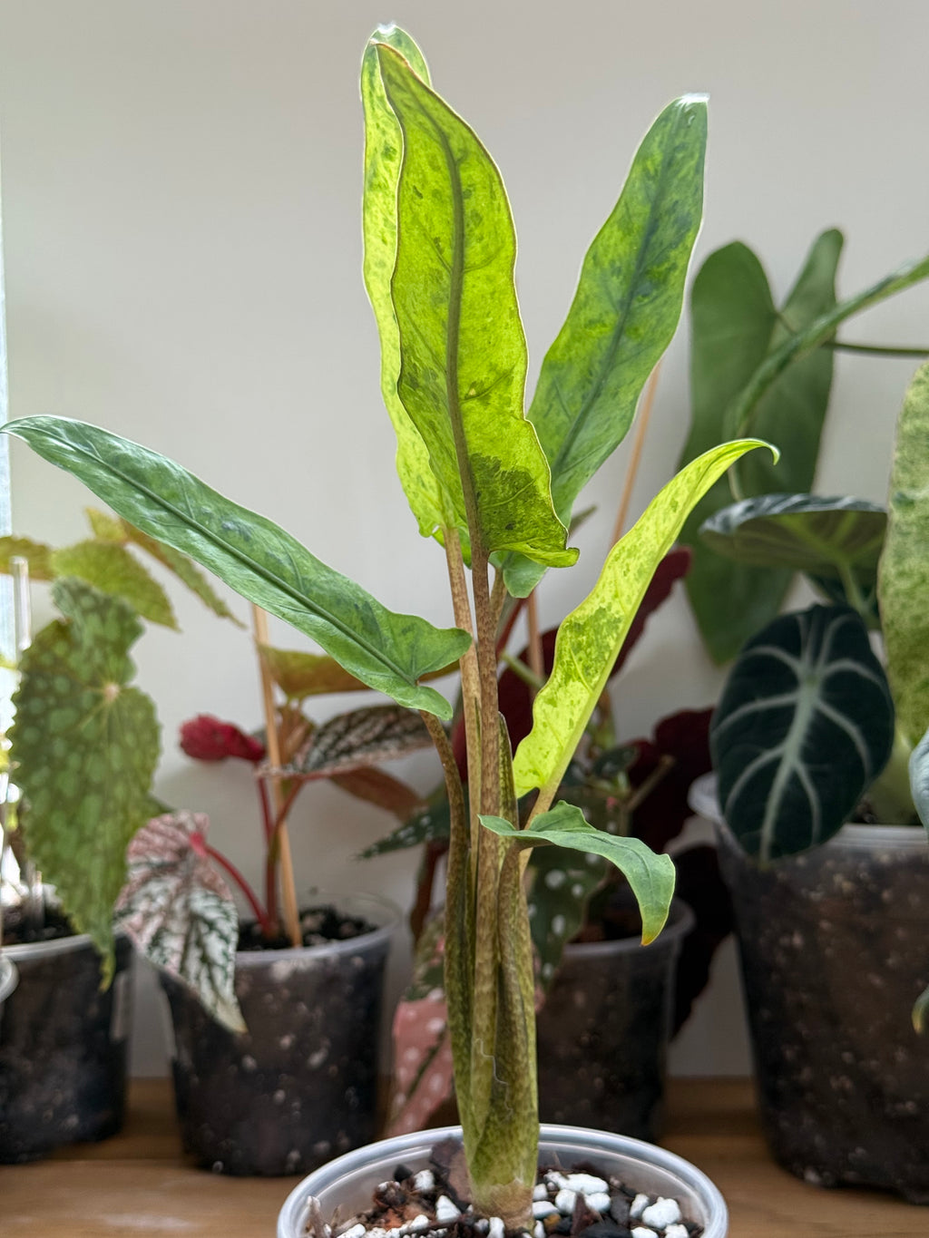 Alocasia Lauterbachiana Mint Variegated 4”