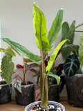 Alocasia Lauterbachiana Mint Variegated 4”