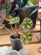 Begonia Tiger Kitten 2”