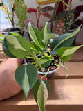 Philodendron ‘Sliver Stripe’ 4”