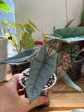 Alocasia Metallic Blue 4”