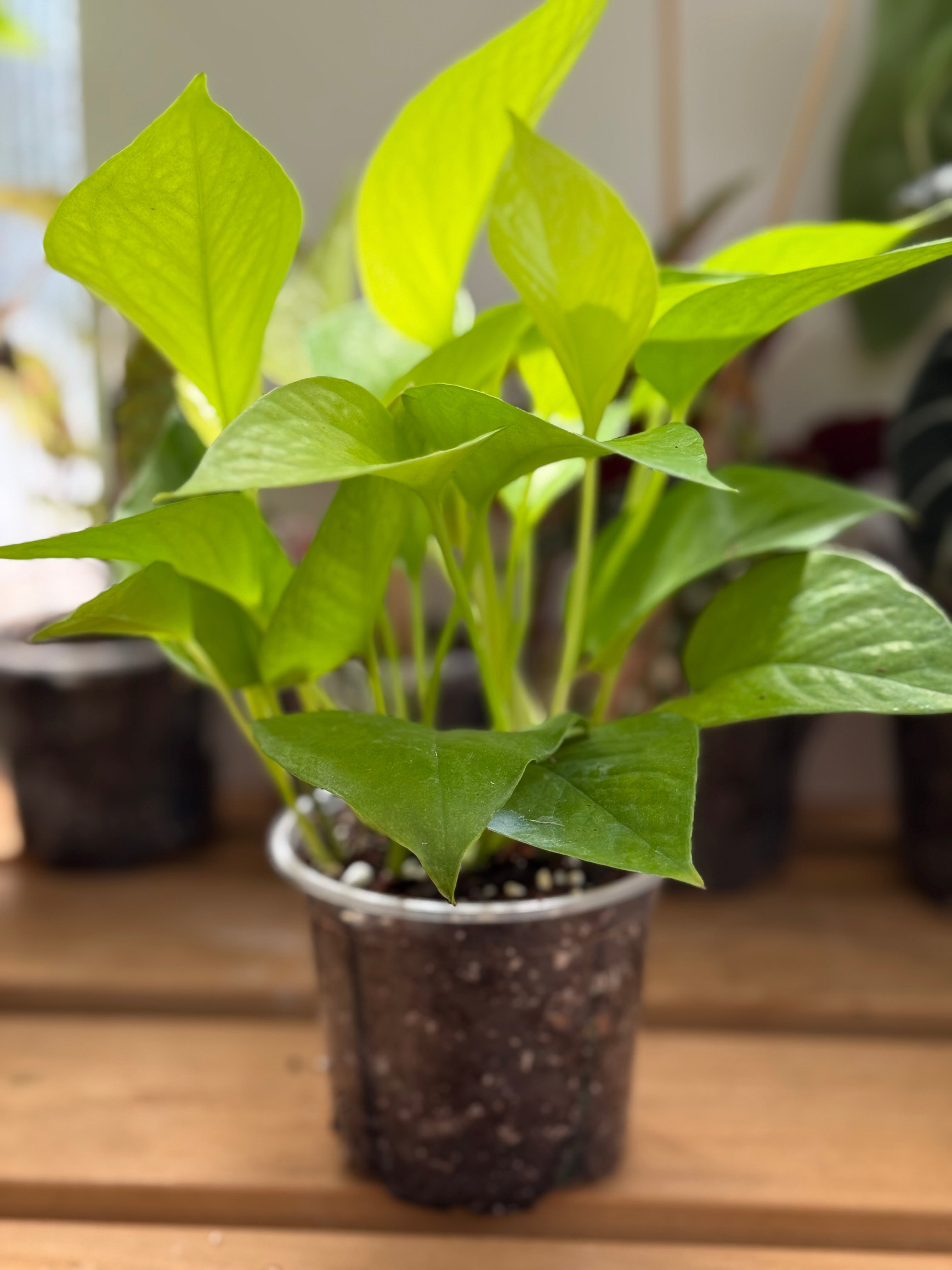 Epipremnum Aureum 'Neon' Pothos 4”