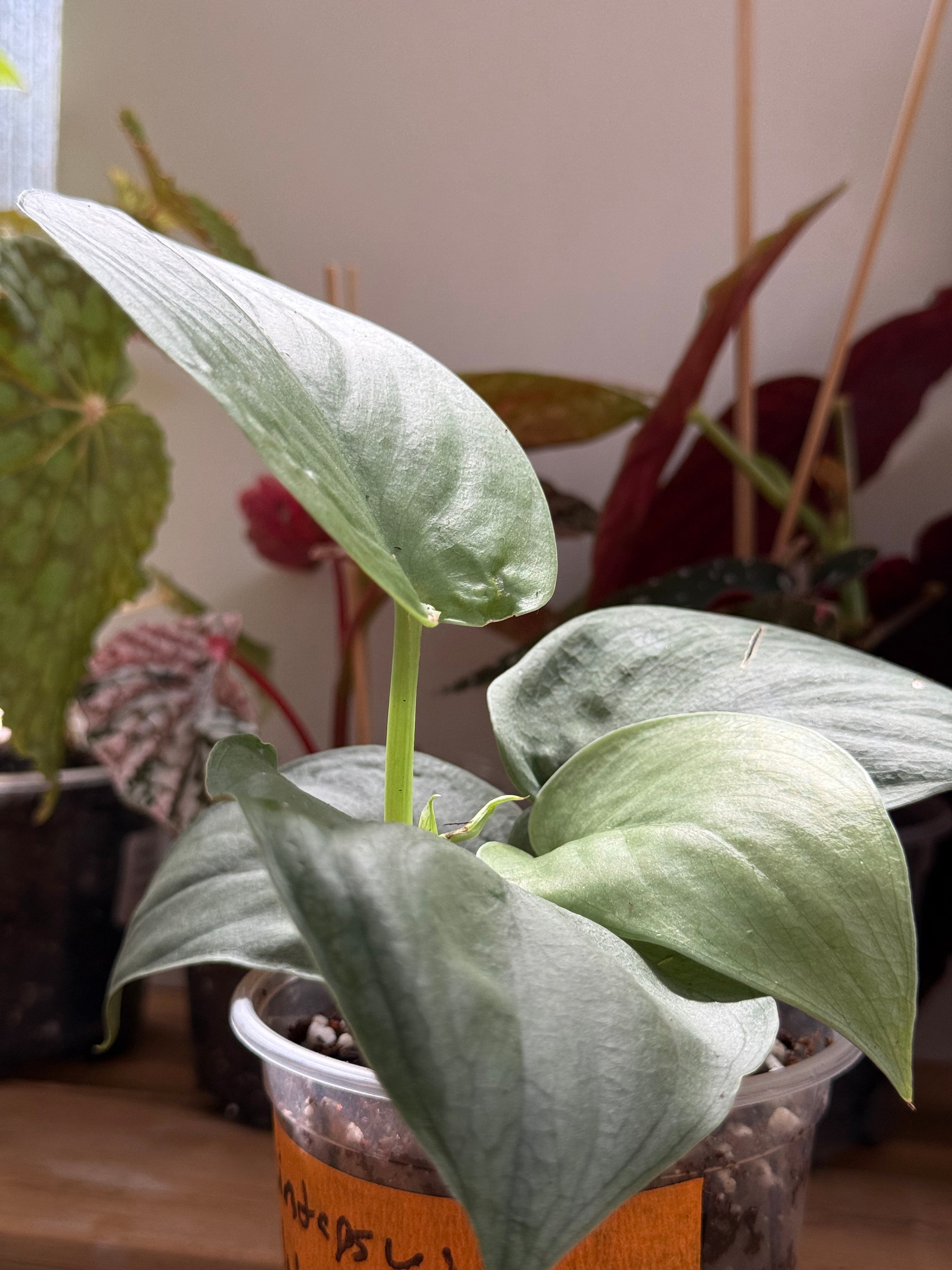 Scindapsus ‘Platinum Java’ 4”