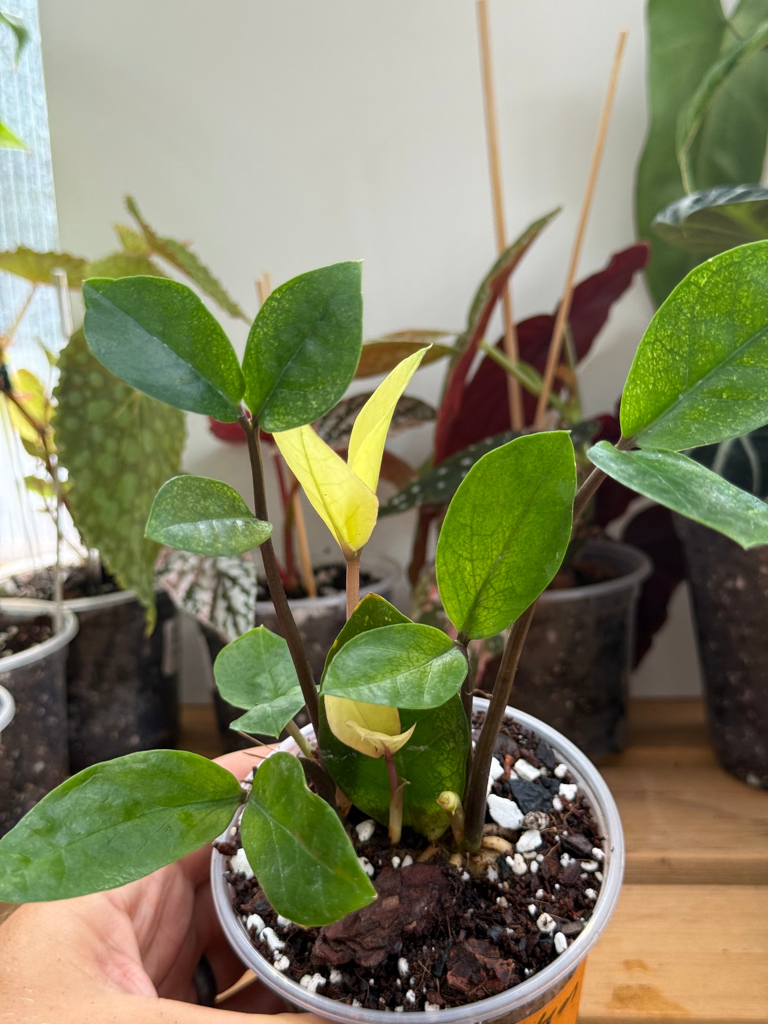 ZZ Plant ‘Chameleon’ 4”