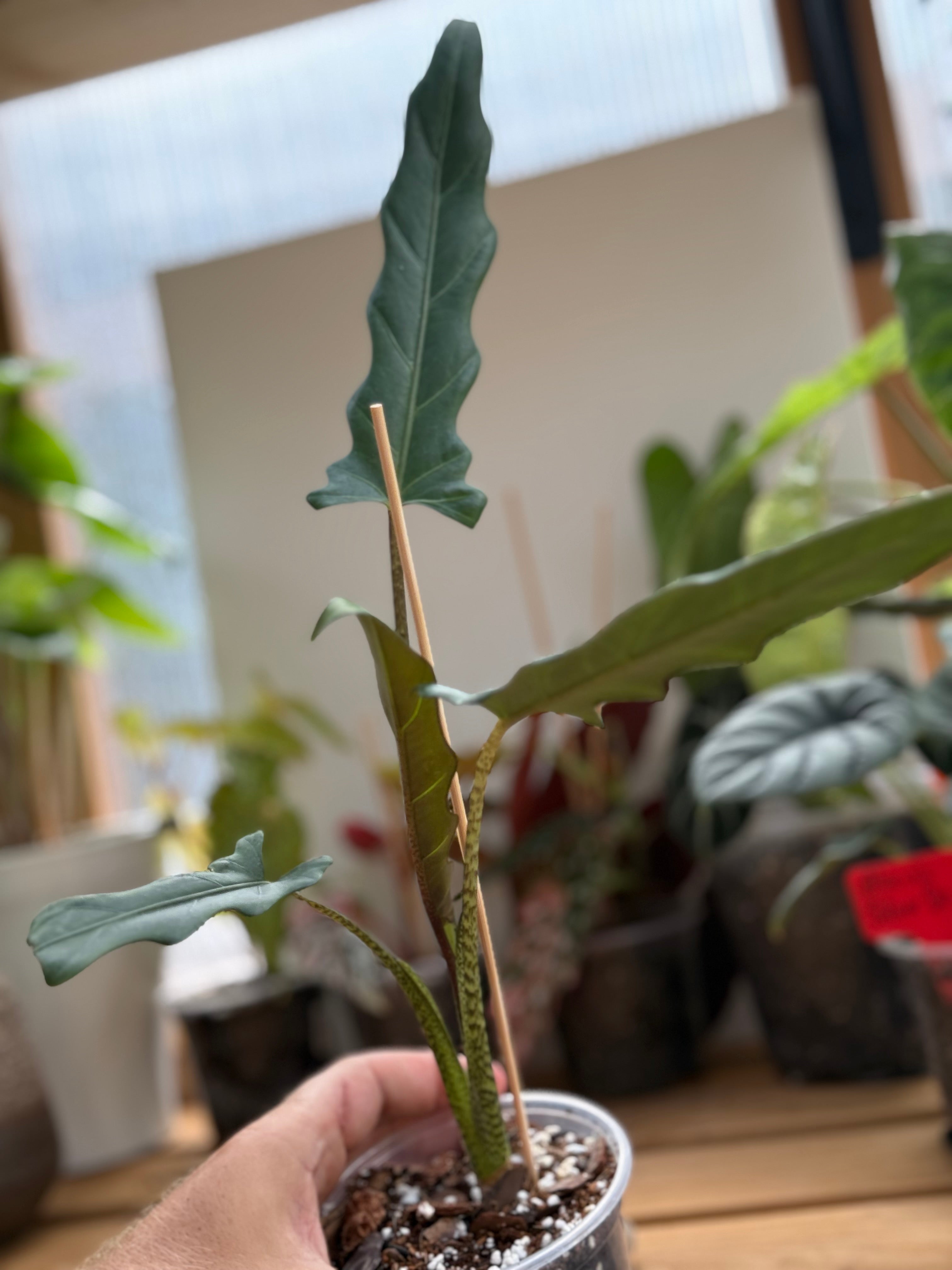 Alocasia Purple Sword 4”