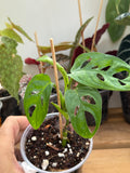 Monstera Adansonii 4”