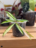 Hoya Wayetii Variegated 4”