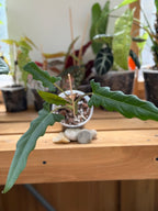 Alocasia Purple Sword 4”