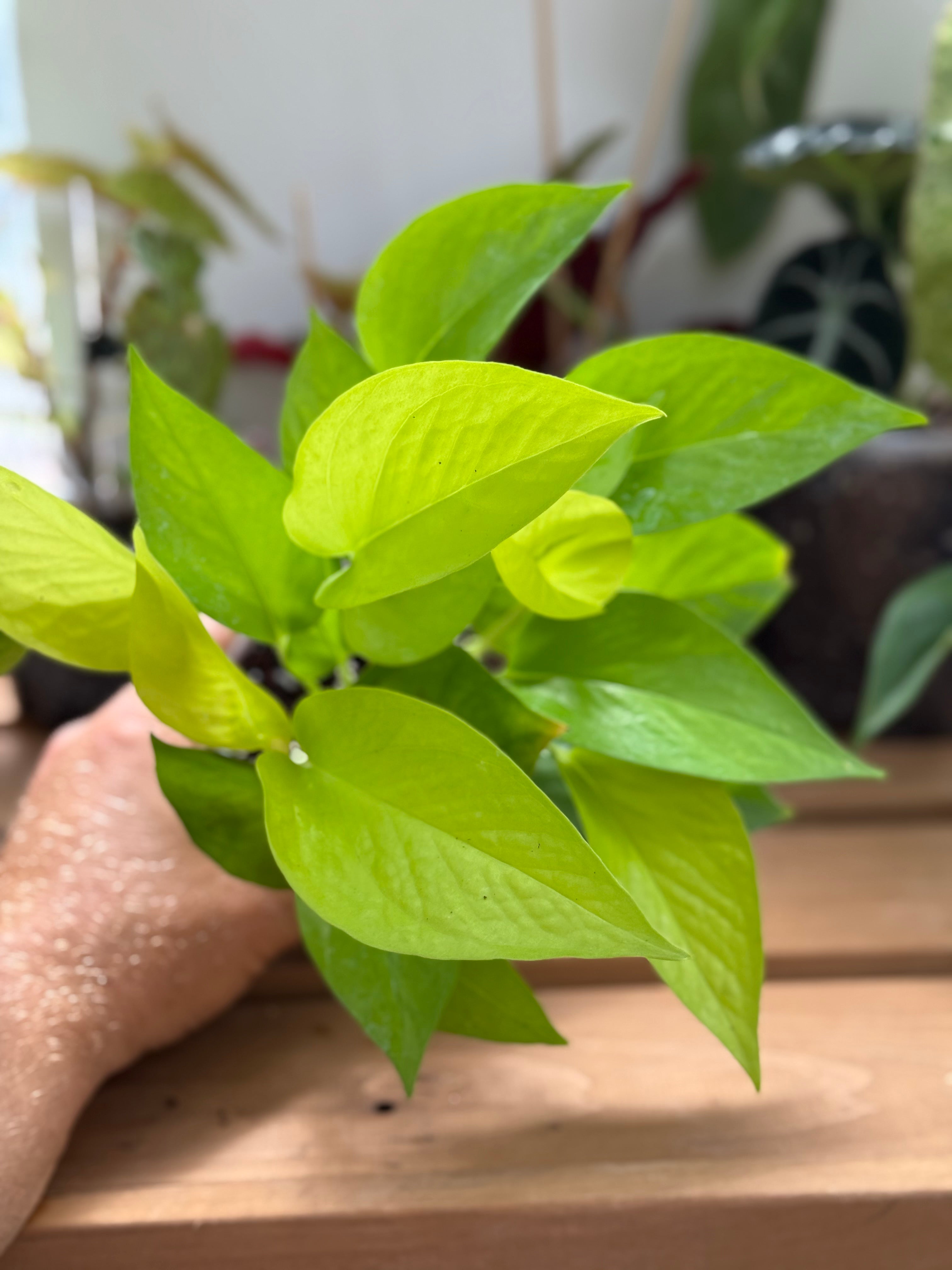 Epipremnum Aureum 'Neon' Pothos 4”