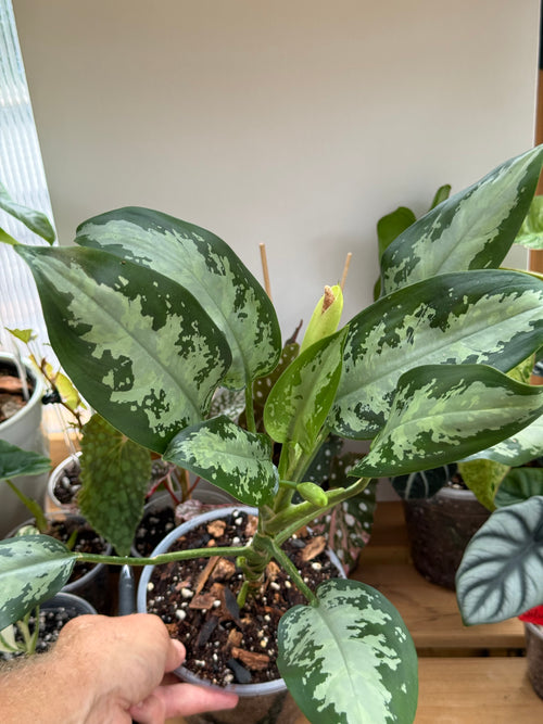 Aglaonema ‘Silver Bay’ 6”