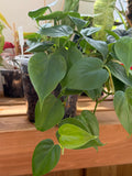 Philodendron ‘Heartleaf’ 6”
