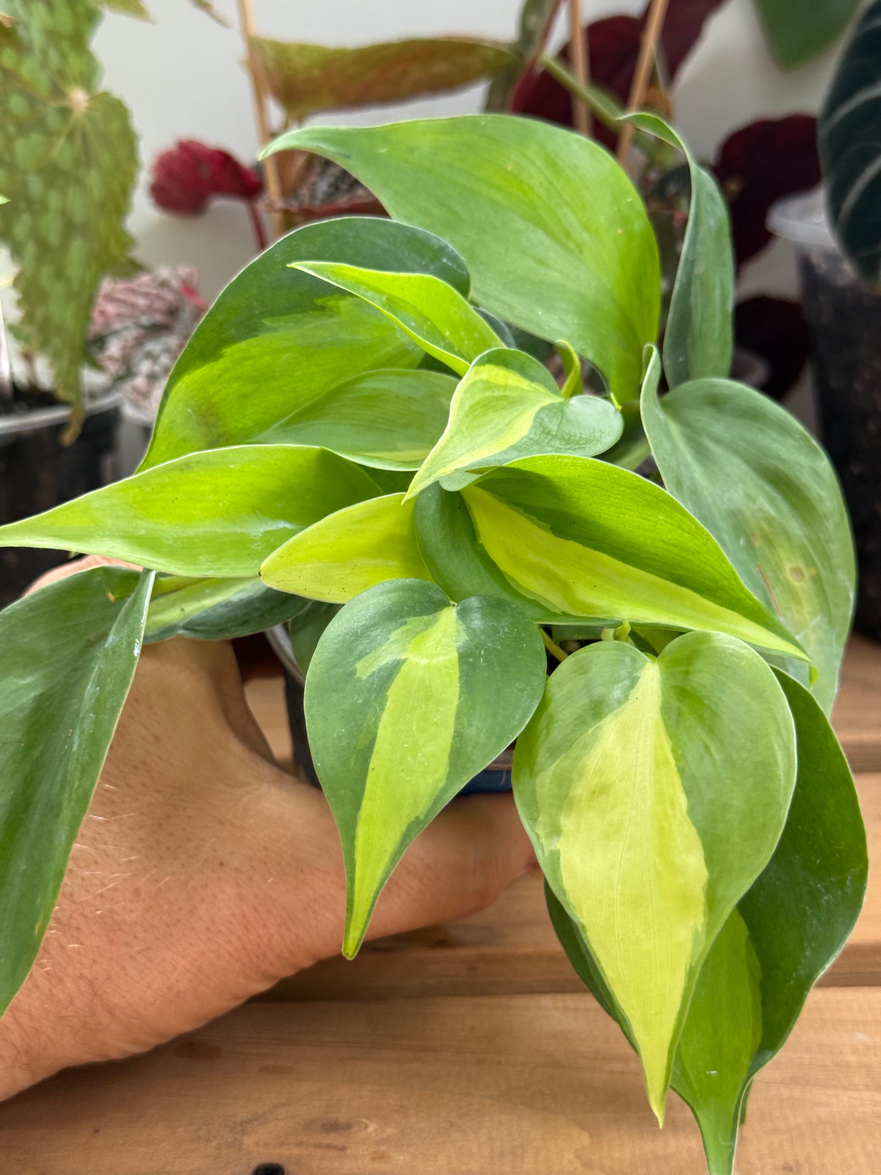 Philodendron ‘Brasil’ 4”