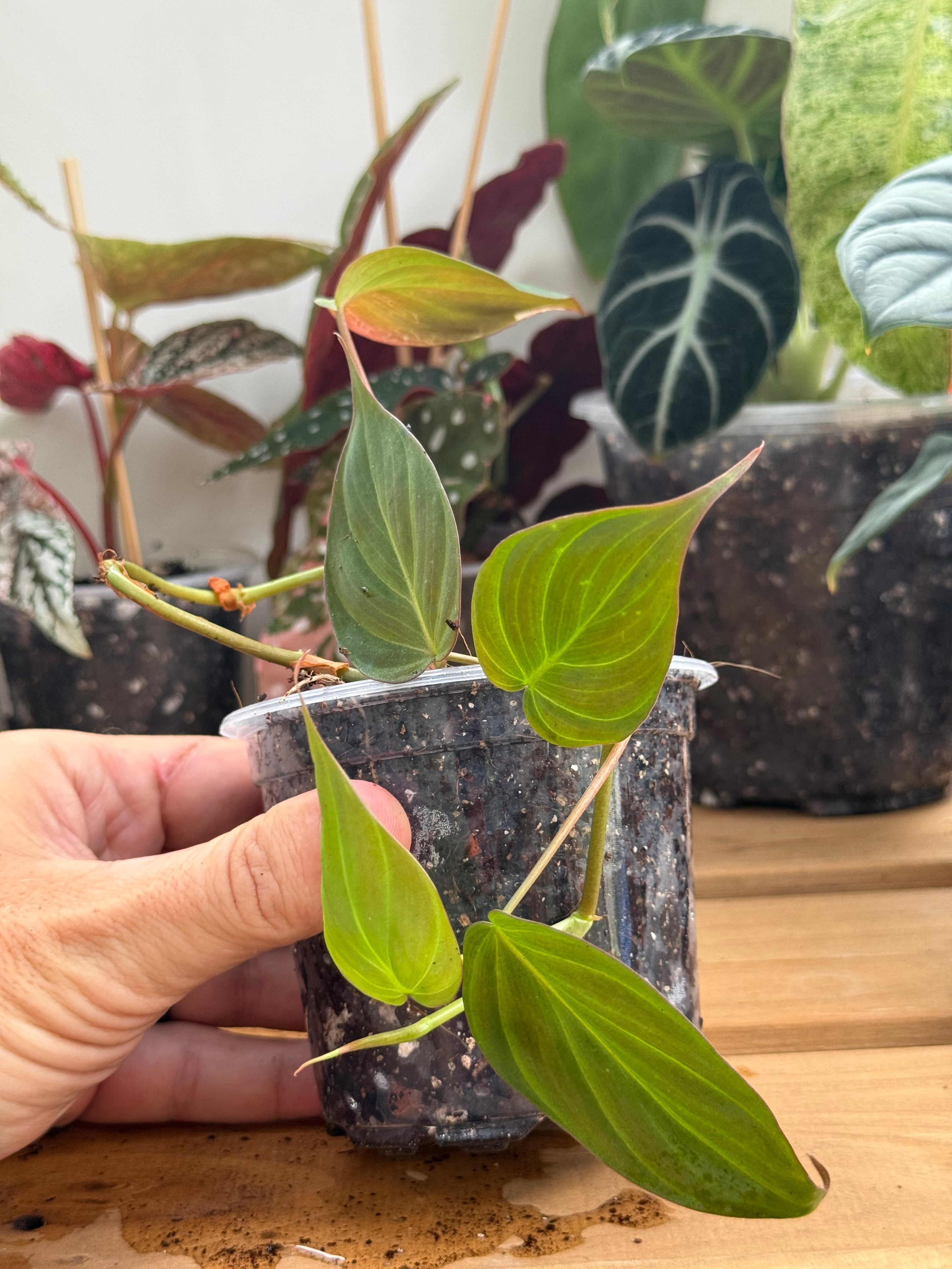 Philodendron ‘Micans’ 2”