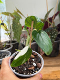 Monstera ‘Cobra’ 4”