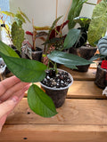 Epipremnum Pinnatum 'Cebu Blue' 4”