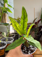 Alocasia Lauterbachiana Mint Variegated 4”