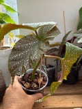 Begonia Lucerna ‘Angel Wing’ 4”