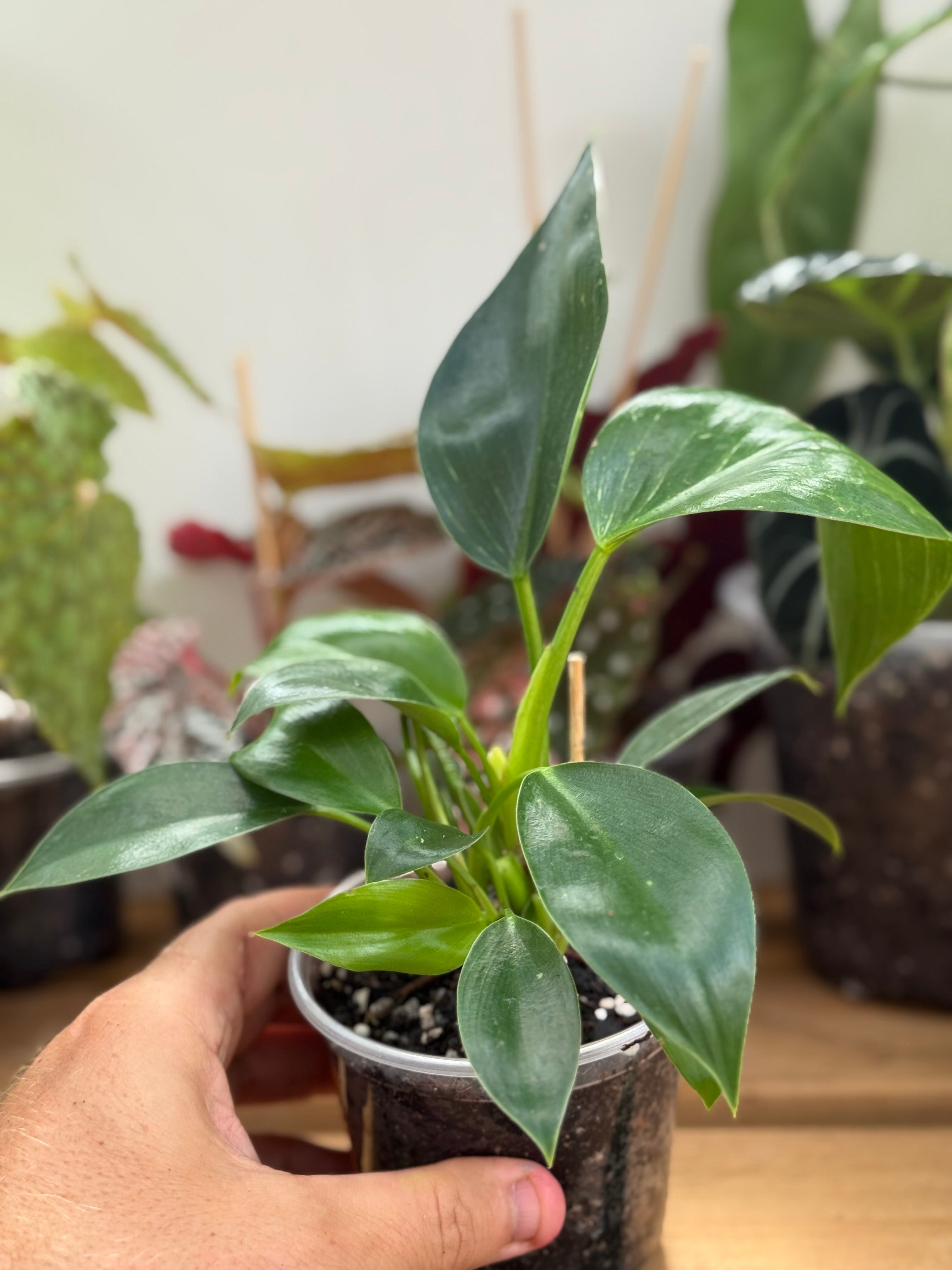 Philodendron ‘Birkin’ 4”