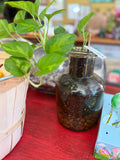 Philodendron ‘Brasil’ in Large Vintage Bottle