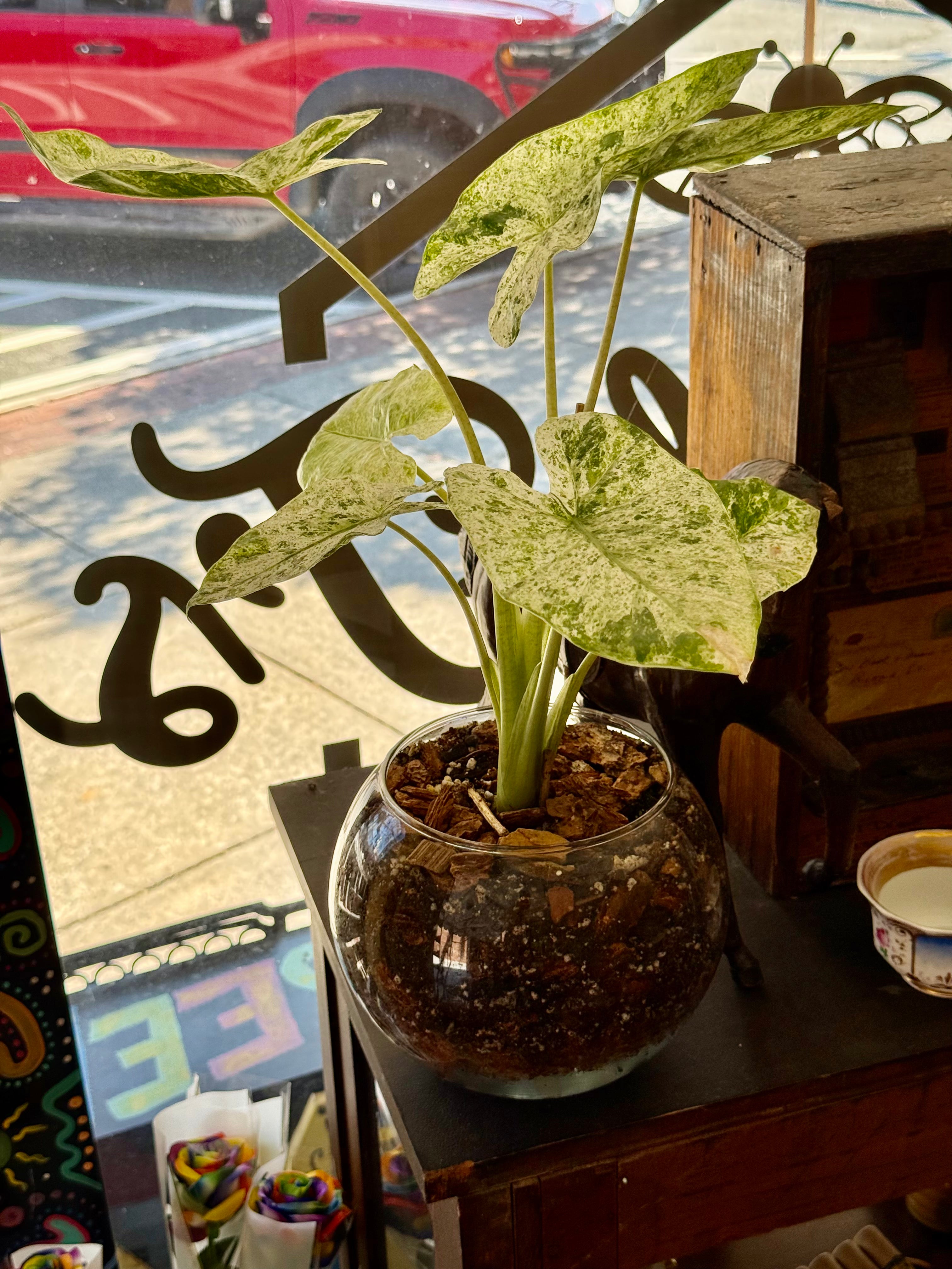 Alocasia Odora Batik ‘Blizzard’ in Large Glass Fish Bowl