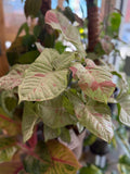 Syngonium ‘Milk Confetti’ 6”