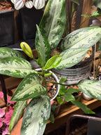 Aglaonema ‘Silver Bay’ 6”