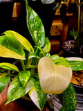 Philodendron ‘Green Congo Nuclear’ 6”