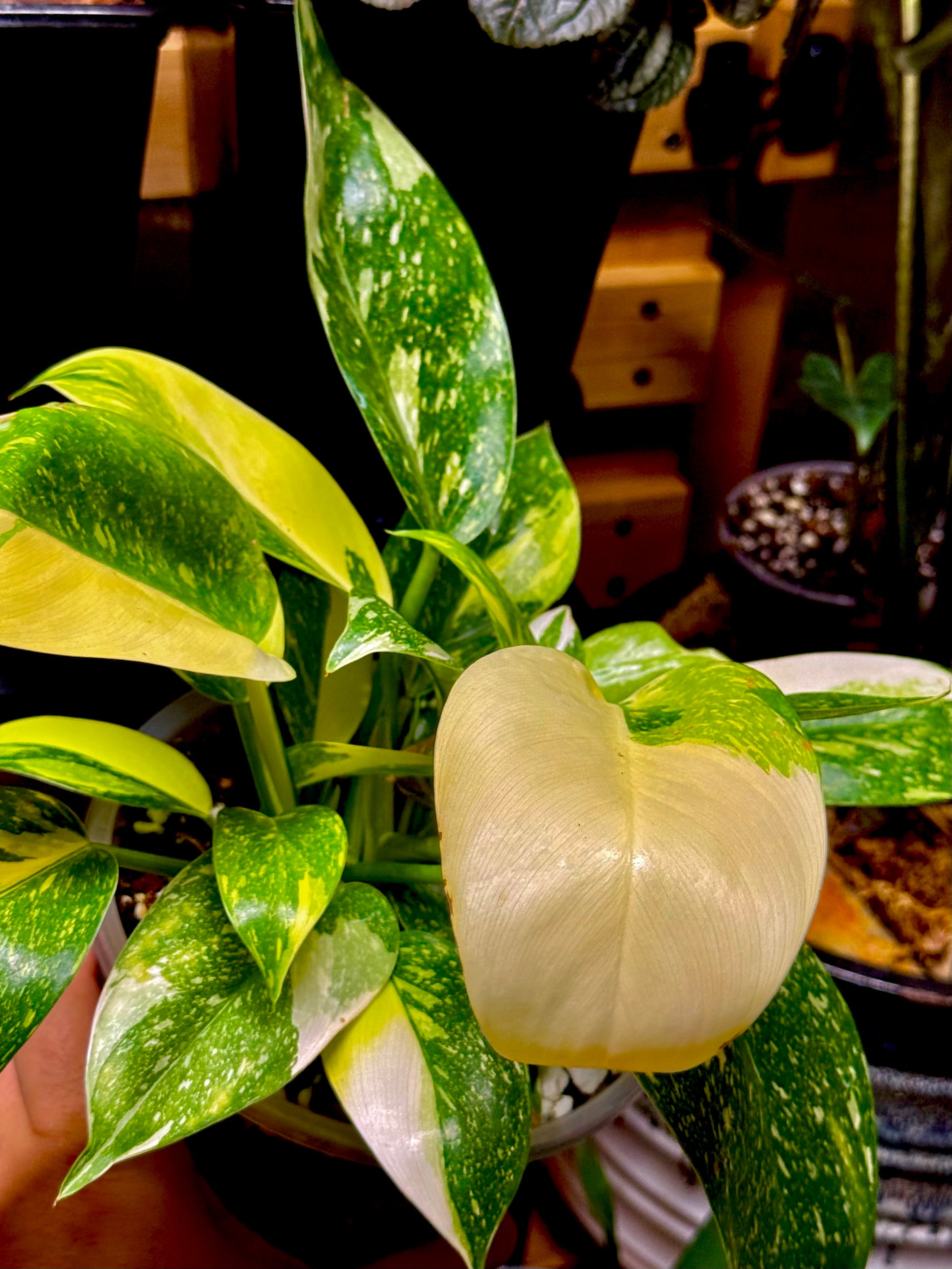 Philodendron ‘Green Congo Nuclear’ 6”