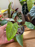 Philodendron ‘Paraiso Verde’ 4”