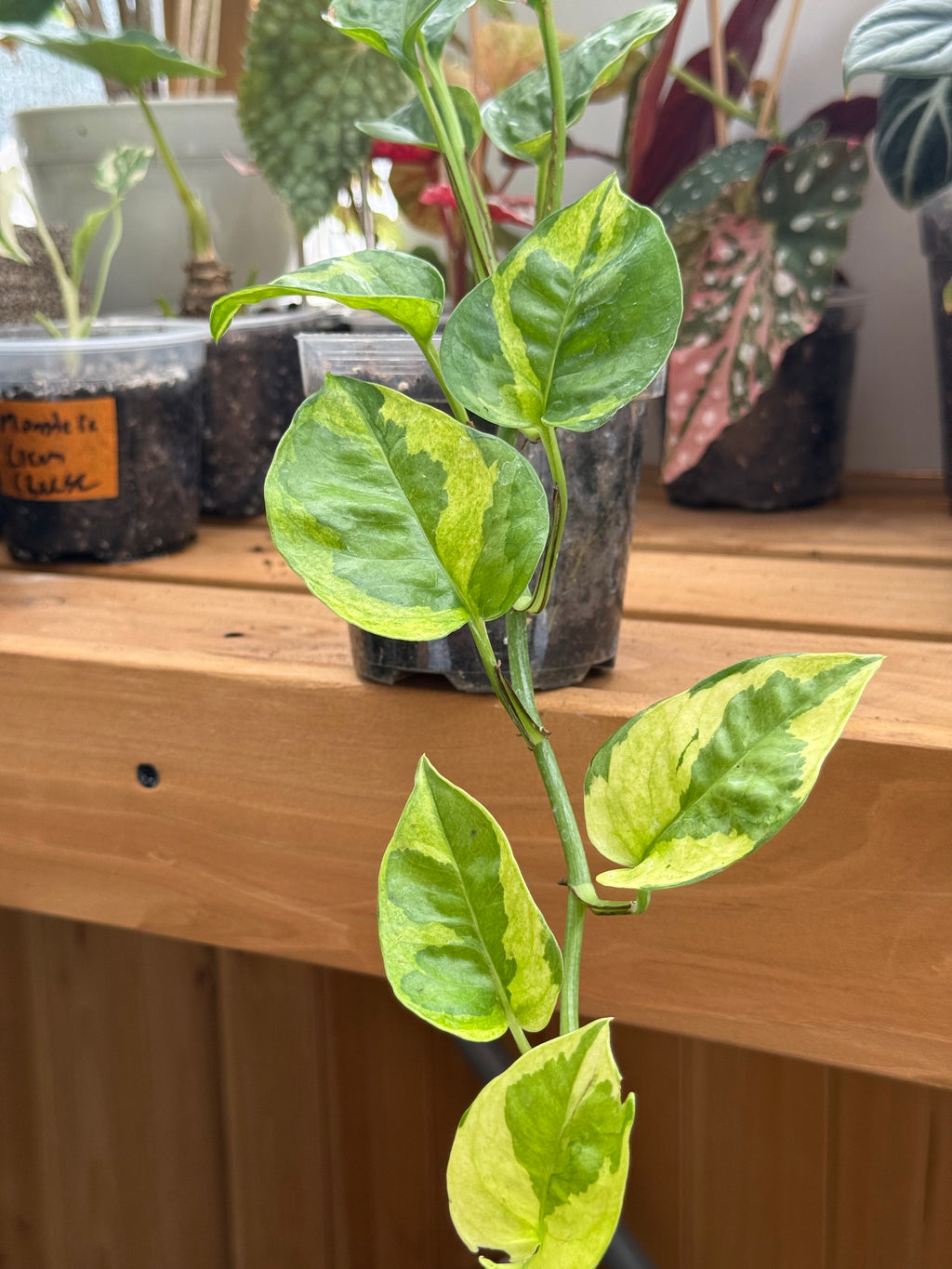 Epipremnum Aureum 'Lemon Meringue' Pothos 4”