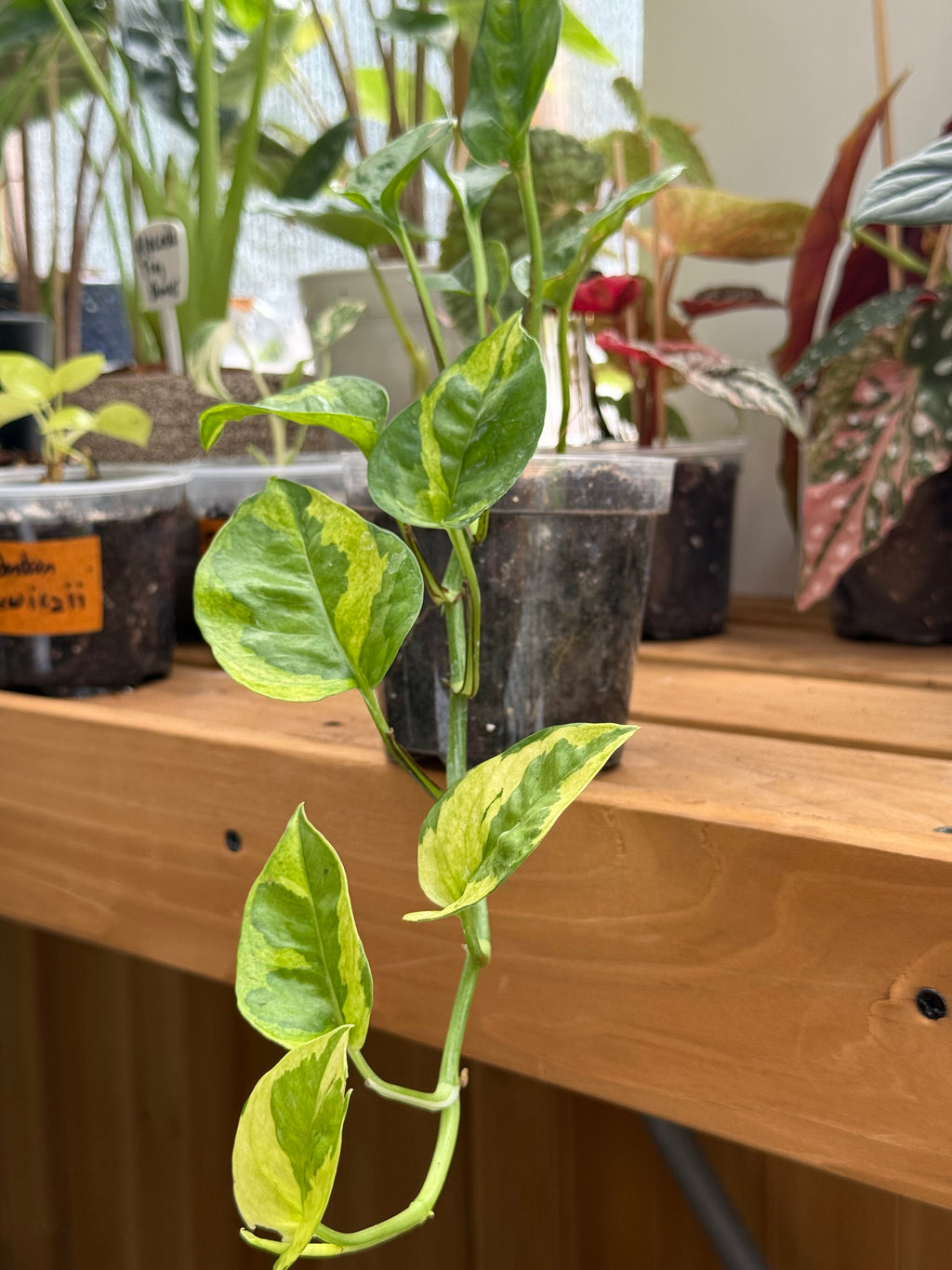 Epipremnum Aureum 'Lemon Meringue' Pothos 4”