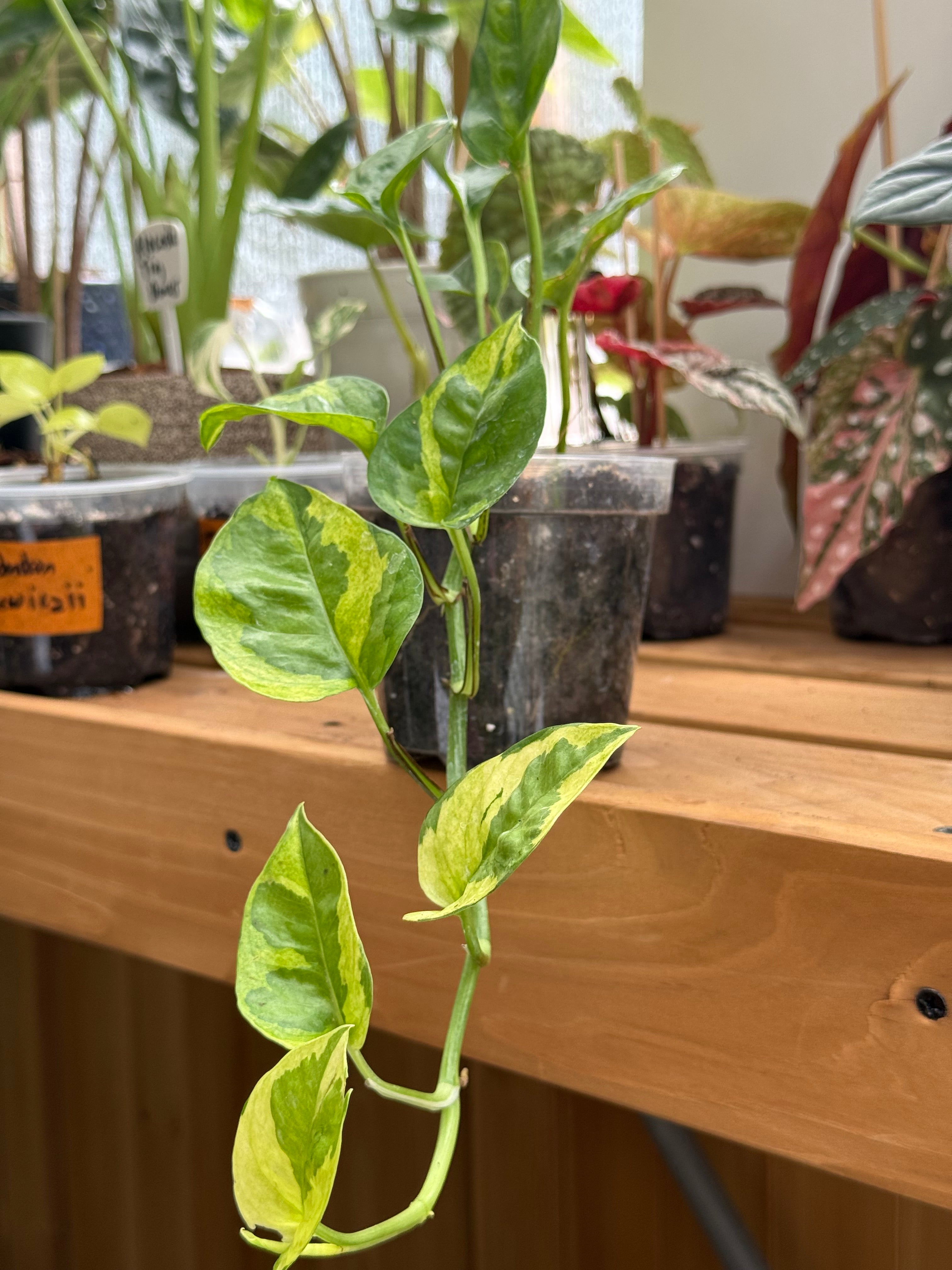 Epipremnum Aureum 'Lemon Meringue' Pothos 4”