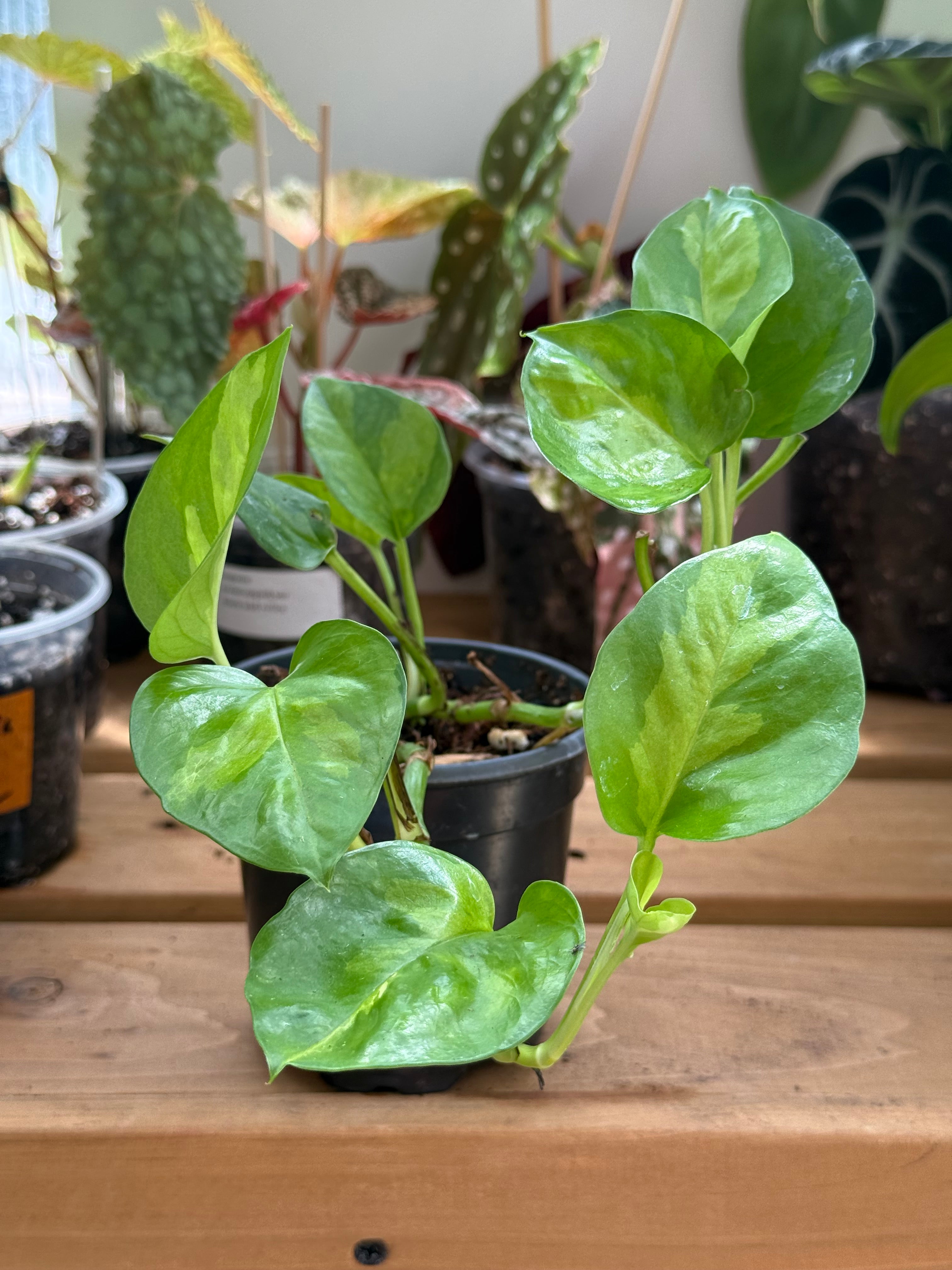 Epipremnum Aureum 'Global Green' Pothos 4”