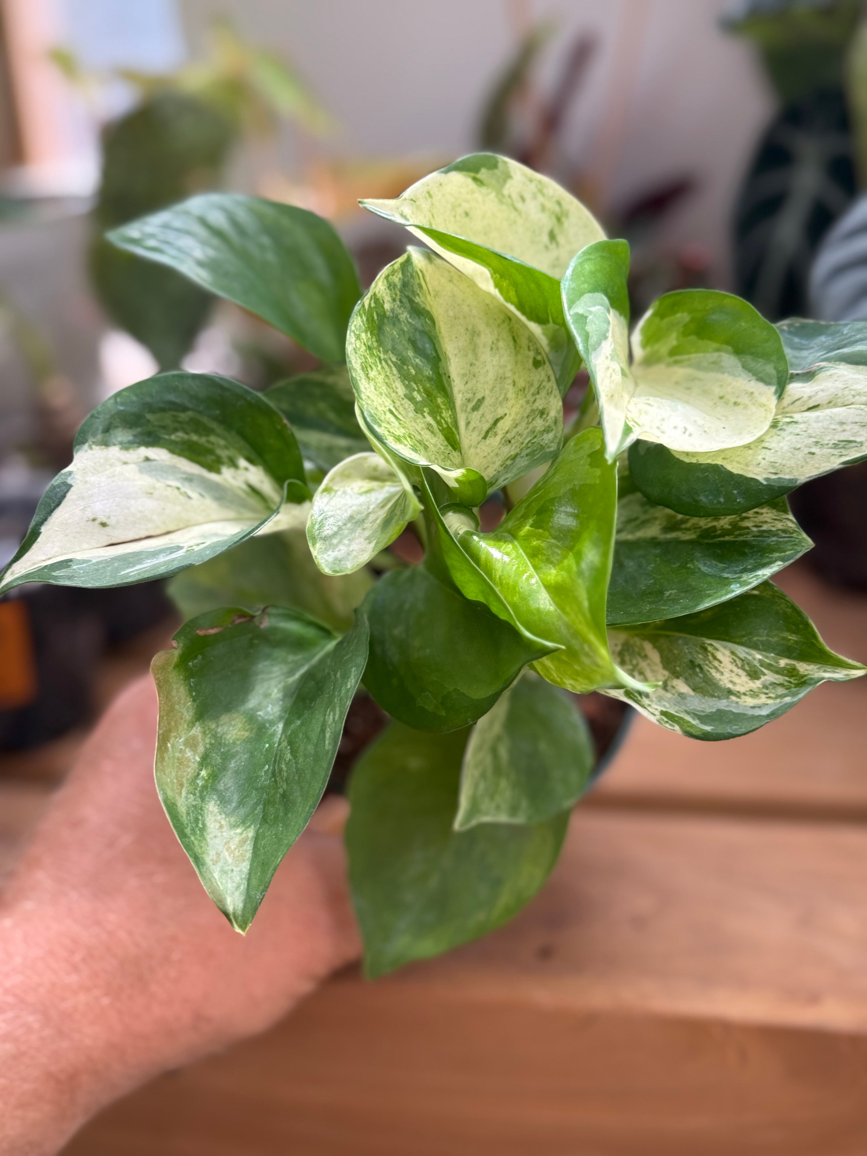 Epipremnum Aureum 'Manjula' Pothos 4”