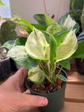 Epipremnum Aureum 'Manjula' Pothos 4”